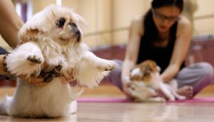 chăm sóc thú cưng tphcm